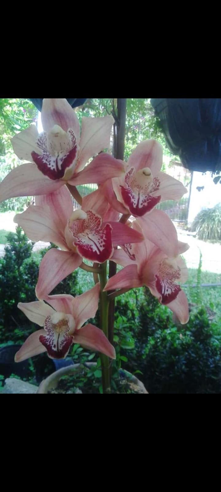 San Jeronimo Farm stay *